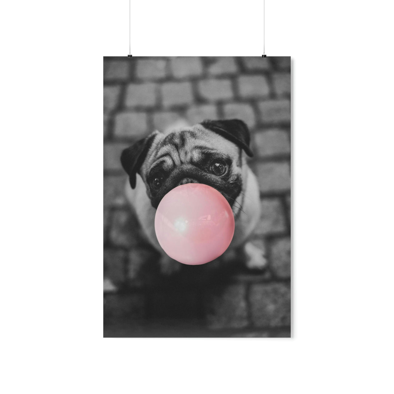 Pug Poster - Pug Blowing a Bubble