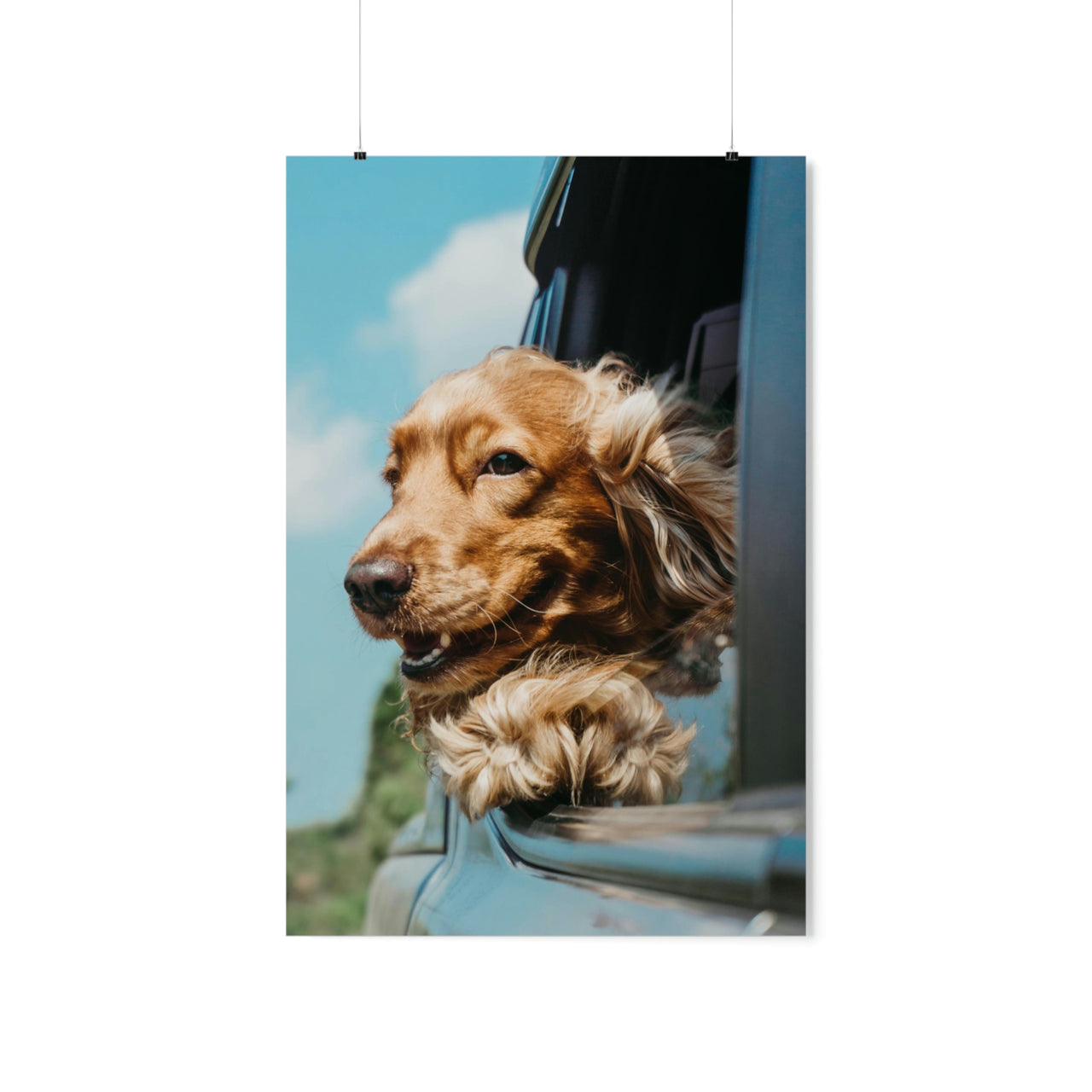 English Cocker Spaniel Poster, Happy Dog in Car