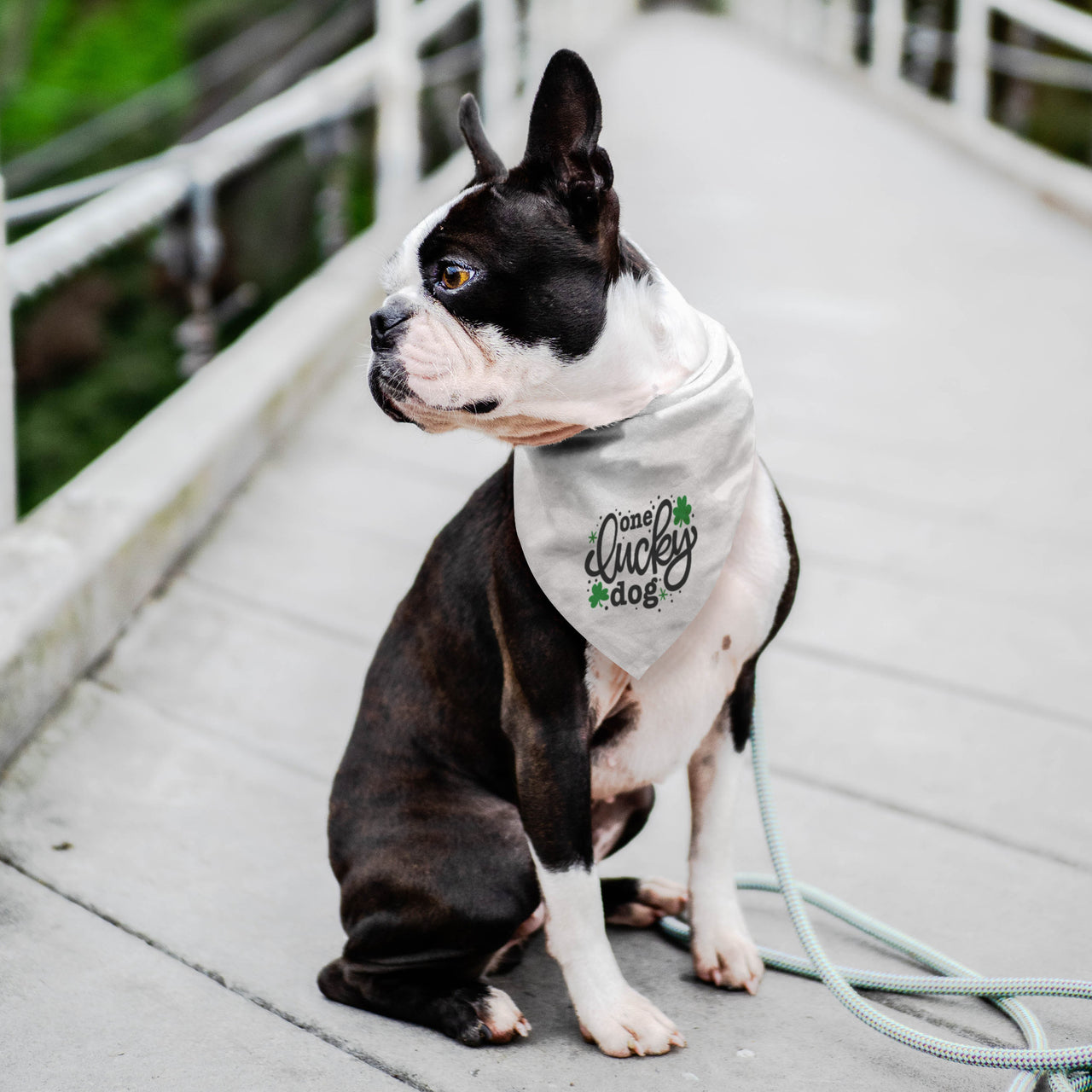 One Lucky Dog Pet Bandana