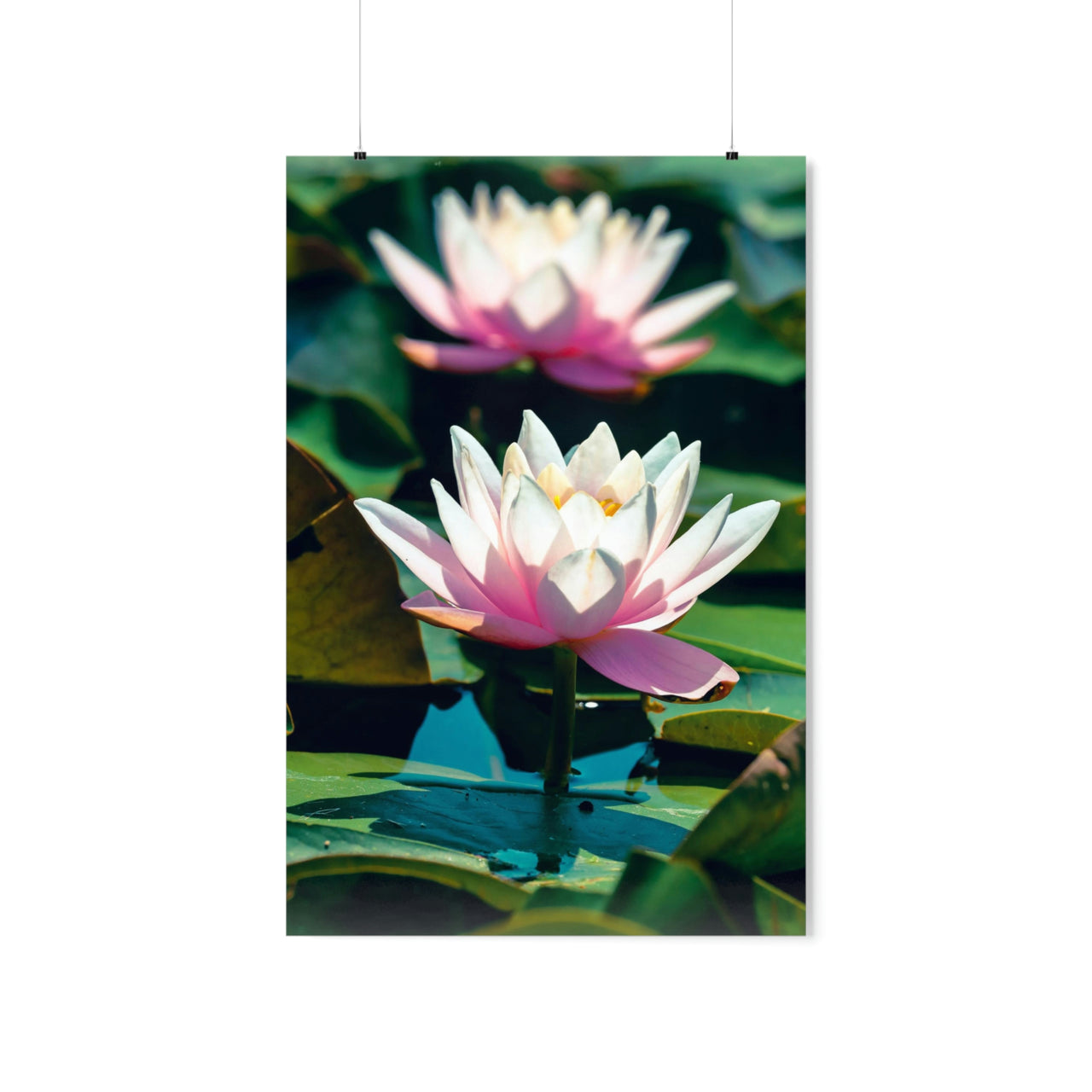 Waterlilly Poster